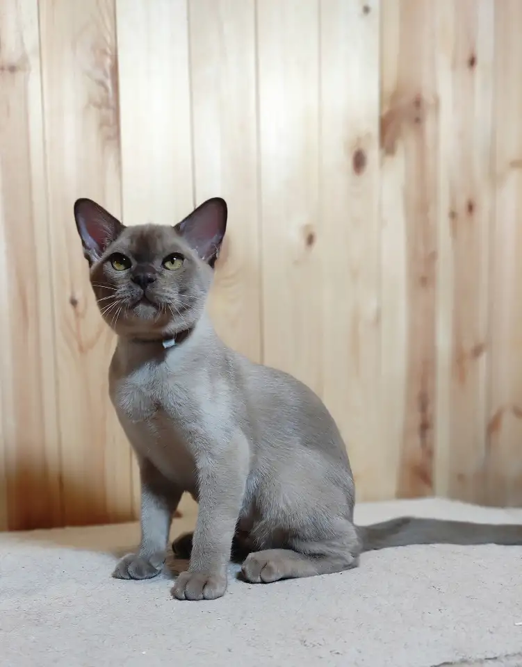 Европейская бурма котята, фотография 2