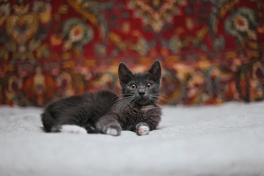 Нежный котенок Масик ищет дом!, фотография 9