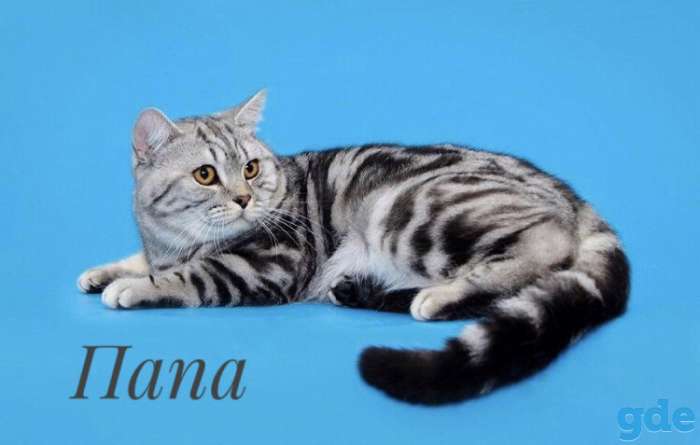 Шотландские котята, фотография 7