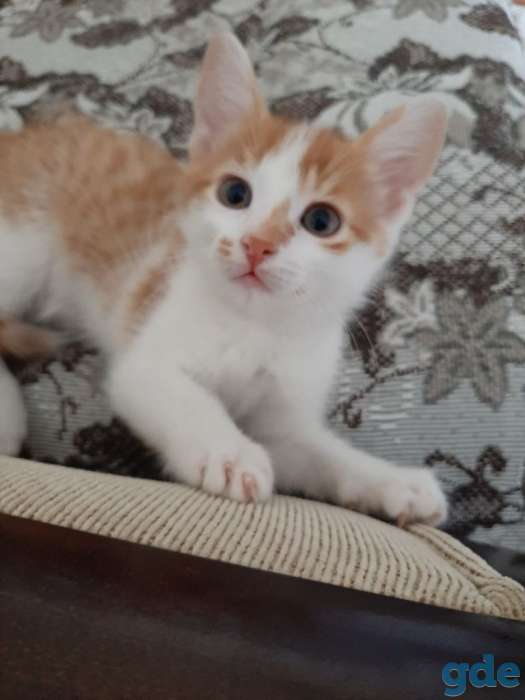 Котята в добрые руки, фотография 1