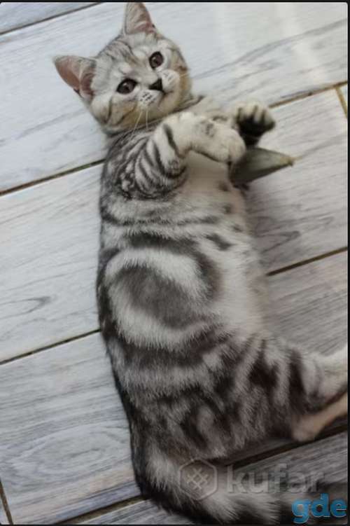 Британский котенок окраса табби, фотография 5