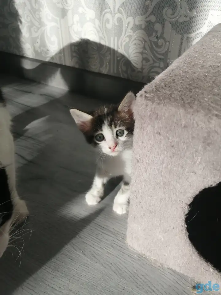 Отдам котят в хорошие руки, фотография 4