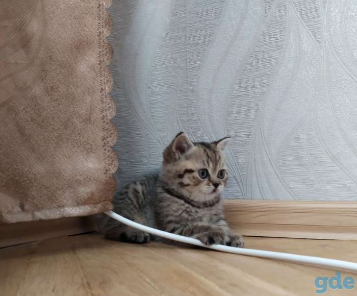 Шотладская прямоухая кошечка, фотография 3