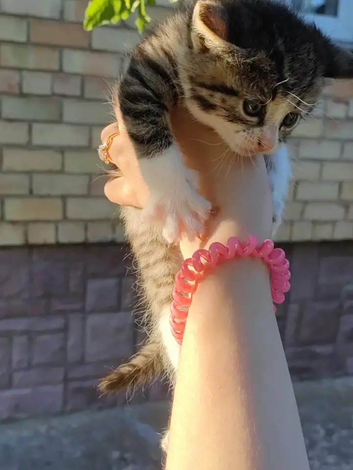 Котята даром, фотография 8