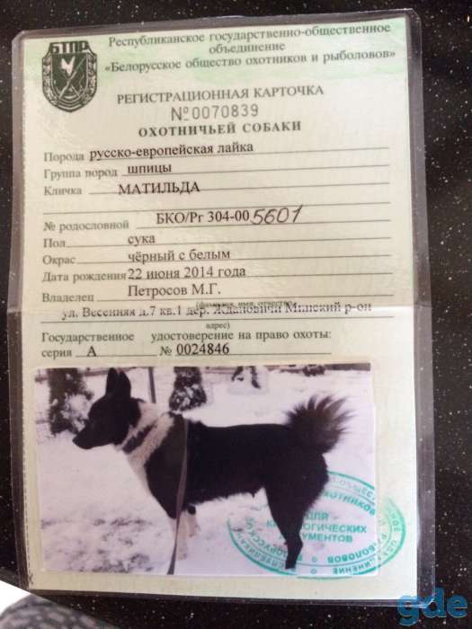 продам щенков русско-европейской лайки, фотография 2