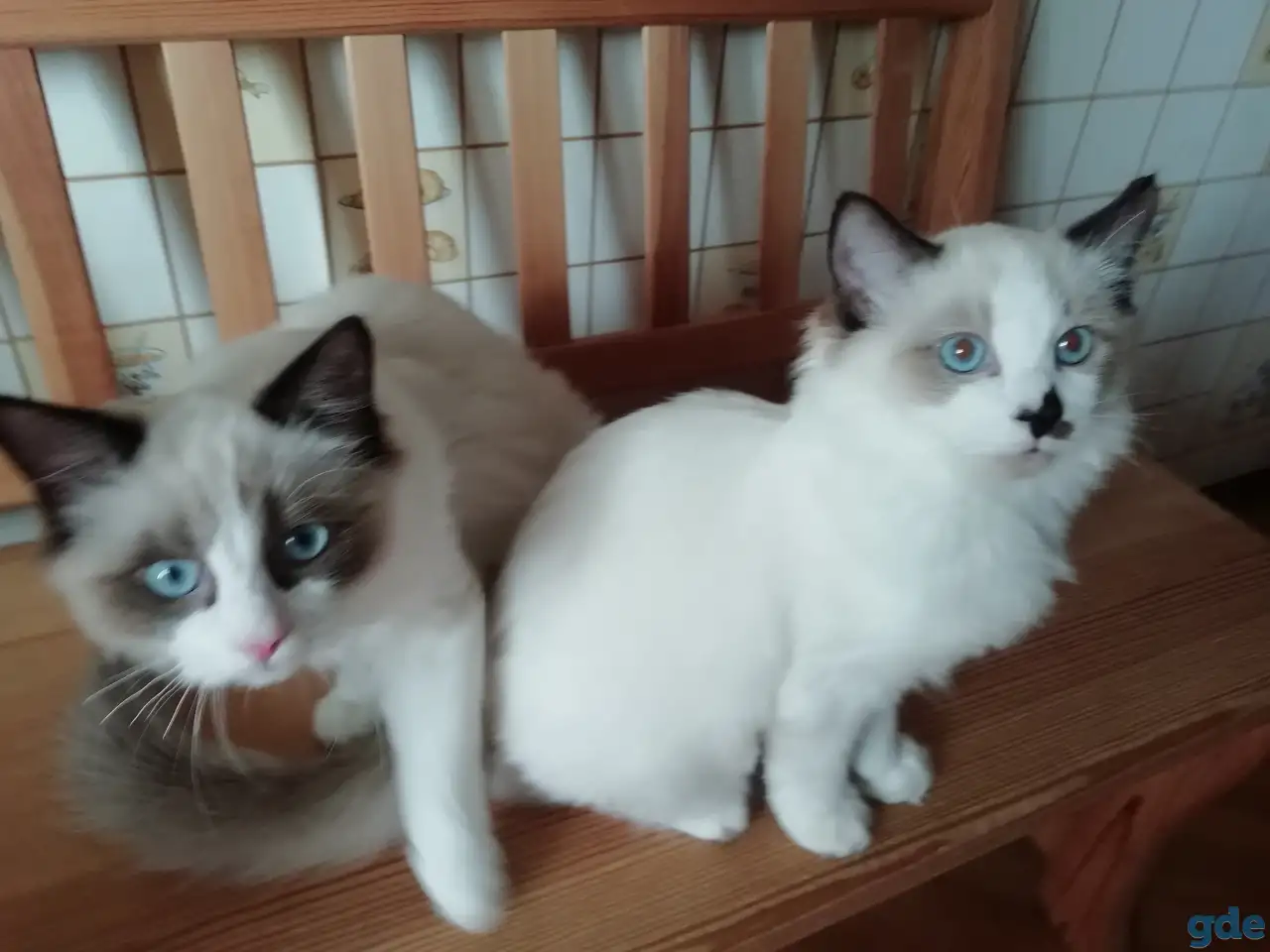 Котёнок Рэгдолл в любящую семью, фотография 8