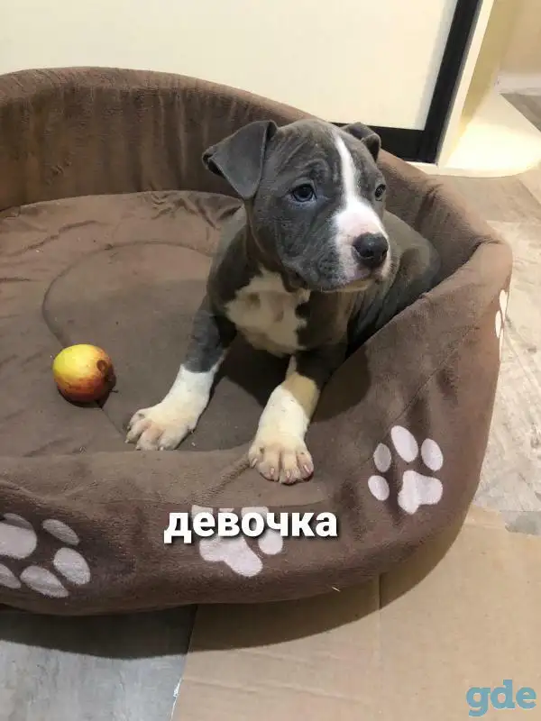 Щенки американского стаффордширского терьера, фотография 2