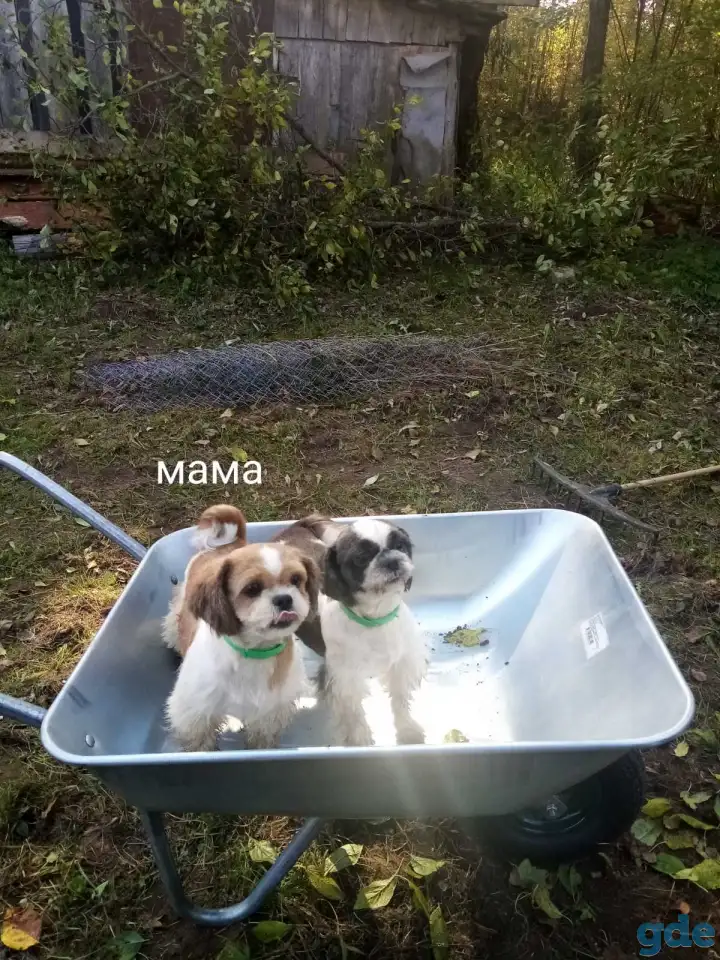 Продаются щенки ши тцу, фотография 7