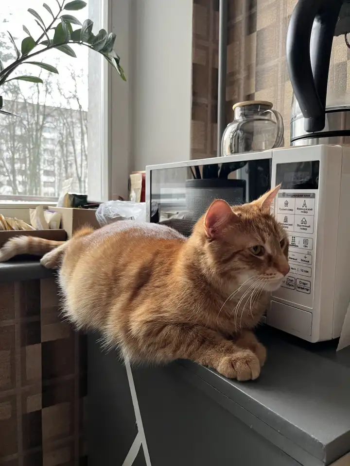 Котик в добрые руки, фотография 3