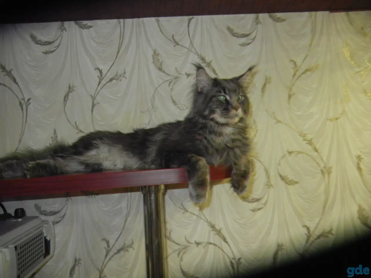 породистые котята мэйнкун, фотография 6