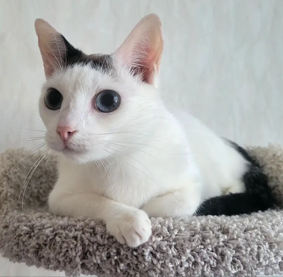 Кошка Флёр, кастрирована., фотография 2
