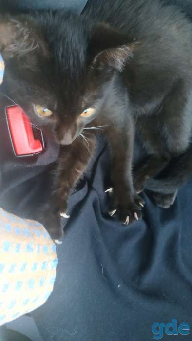 Горячие коты, фотография 5