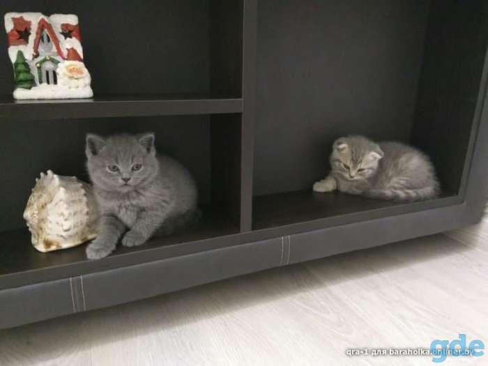 Котята шотландской вислоухой, фотография 4