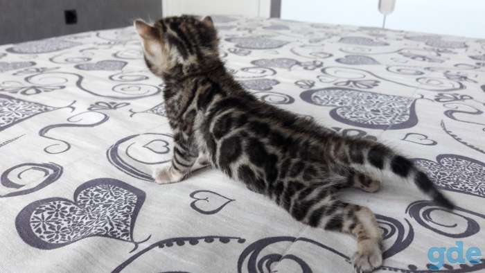 Бенгальские котята, фотография 2