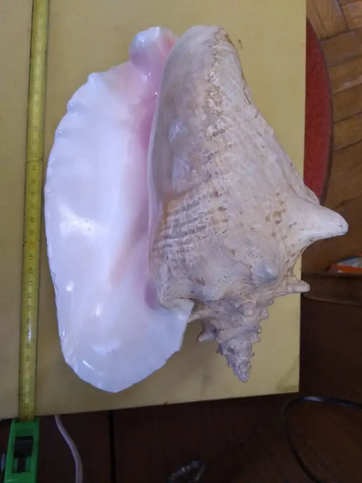 Ракушки ракушка Куба Cuba цена за шт Торг, фотография 4