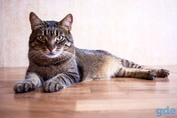 Кот Тигра, привит, кастрирован, фотография 1