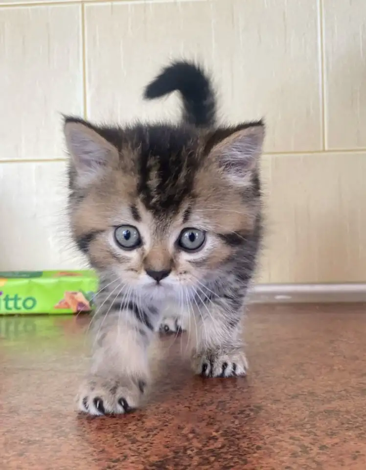 Шотландские котята, фотография 4