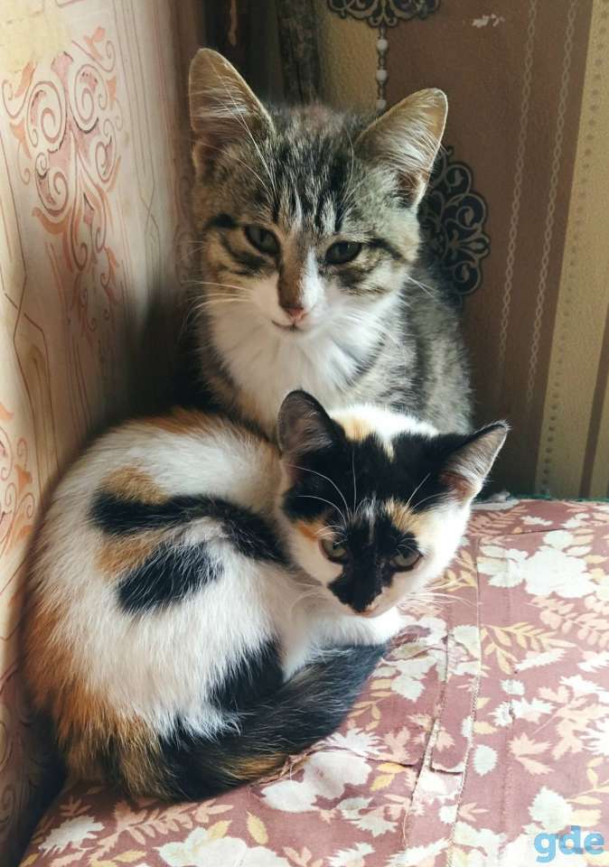 Отдадим в хорошие руки двух милых игривых котят, фотография 1
