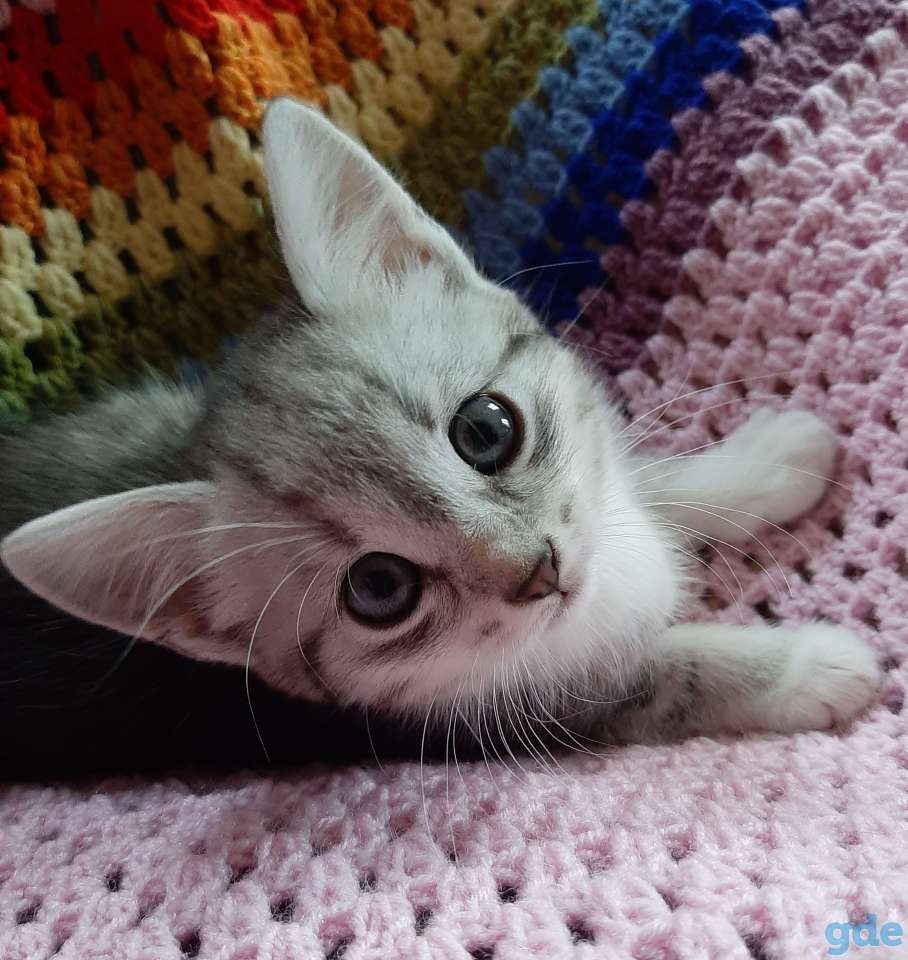 Котята в хорошие руки, фотография 1