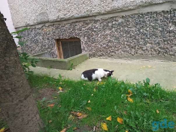 Котята ищут дом, фотография 4