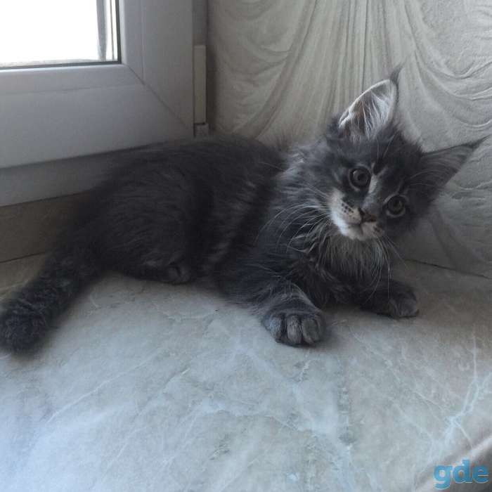 Породистые котята, фотография 1