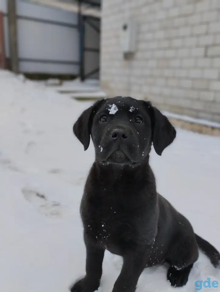 Щенки лабрадора из питомника MercuryPuppy, фотография 2
