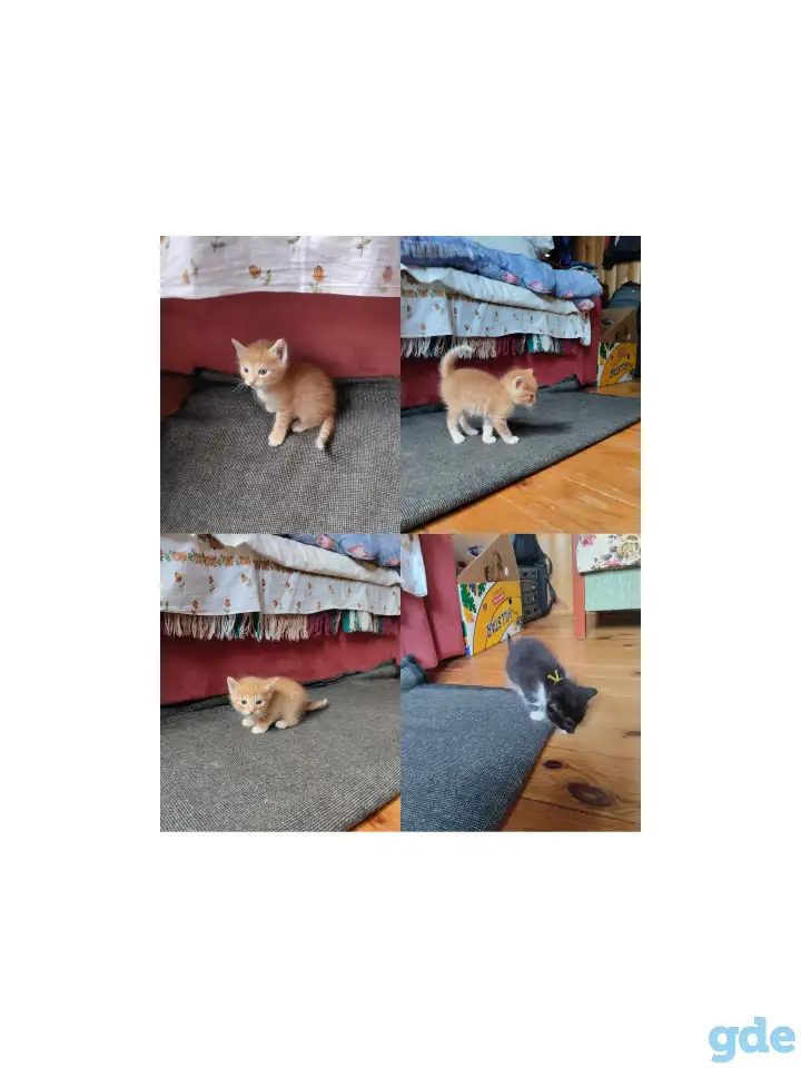 Отдам котят в хорошие руки, фотография 1