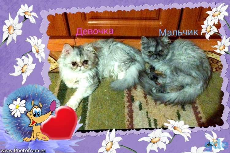 Персидские котята экстремалы чистокровные персы., фотография 2