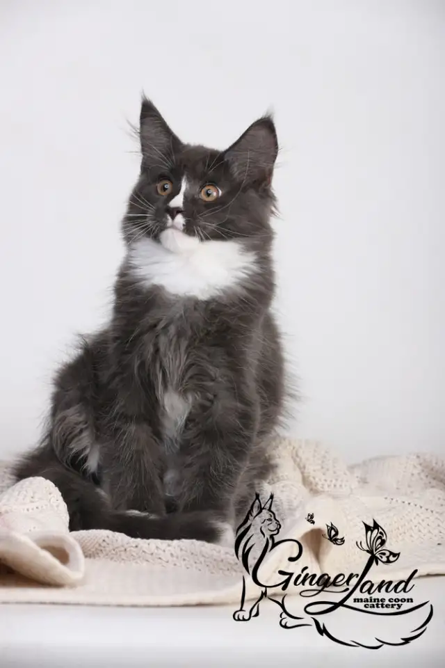 Котята Мейн-кун из питомника, фотография 5