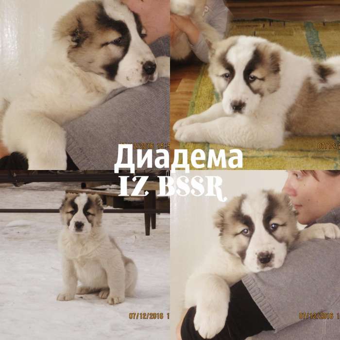 Сао класса люкс!, фотография 6