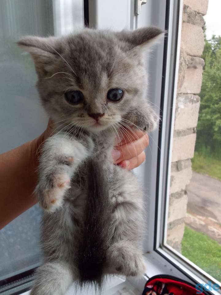 Шотландские котята, фотография 1