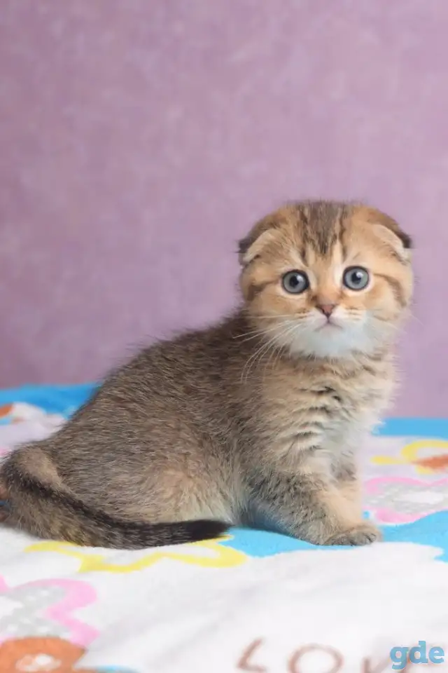 Котята шотландские ЗОЛОТАЯ ШИНШИЛЛА, фотография 2