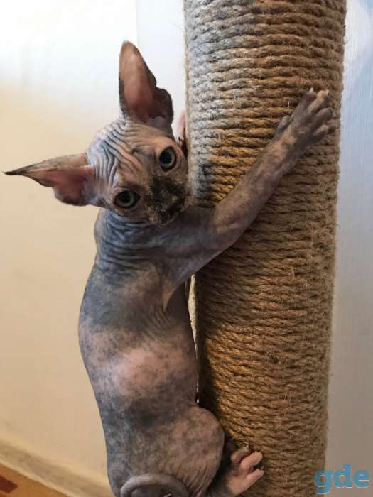 Котята канадского сфинкса, фотография 5