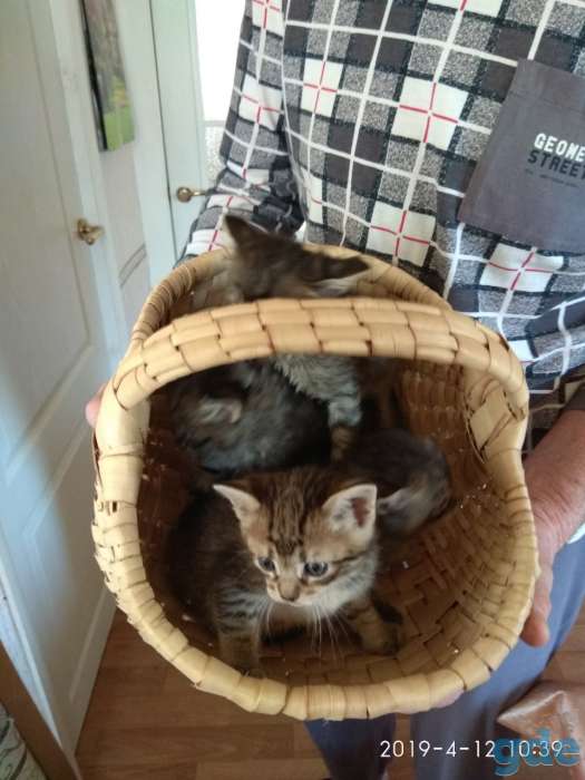 Котята в дар., фотография 7