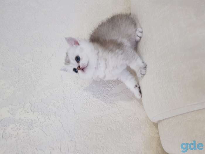 Шотландский котенок, фотография 4