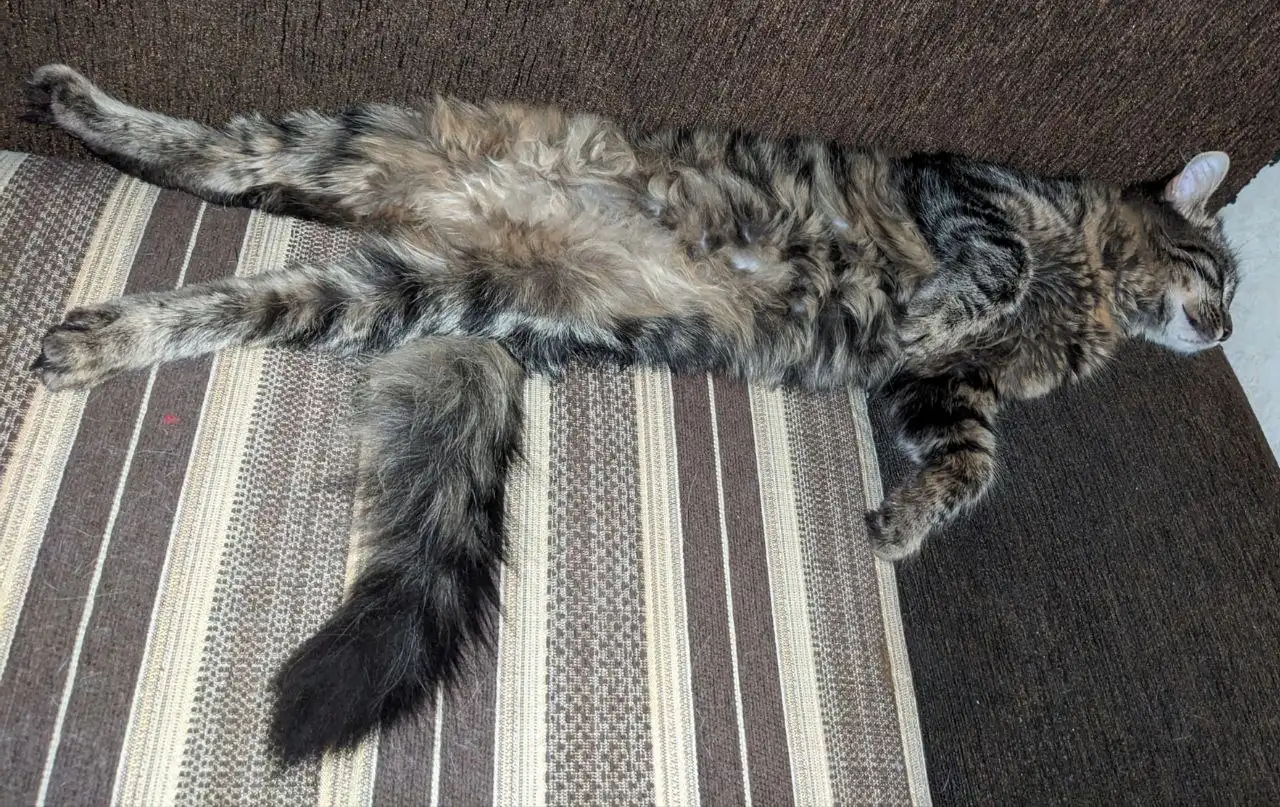 котенок, фотография 3