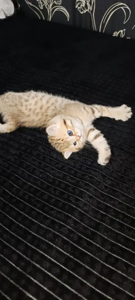 Шотландские котята, фотография 5