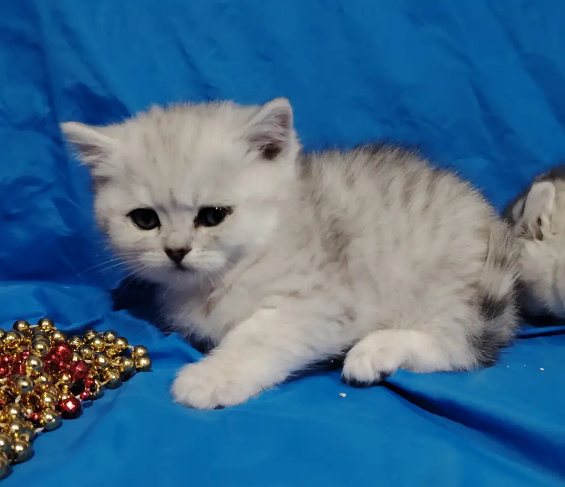 Шотландские котята., фотография 7