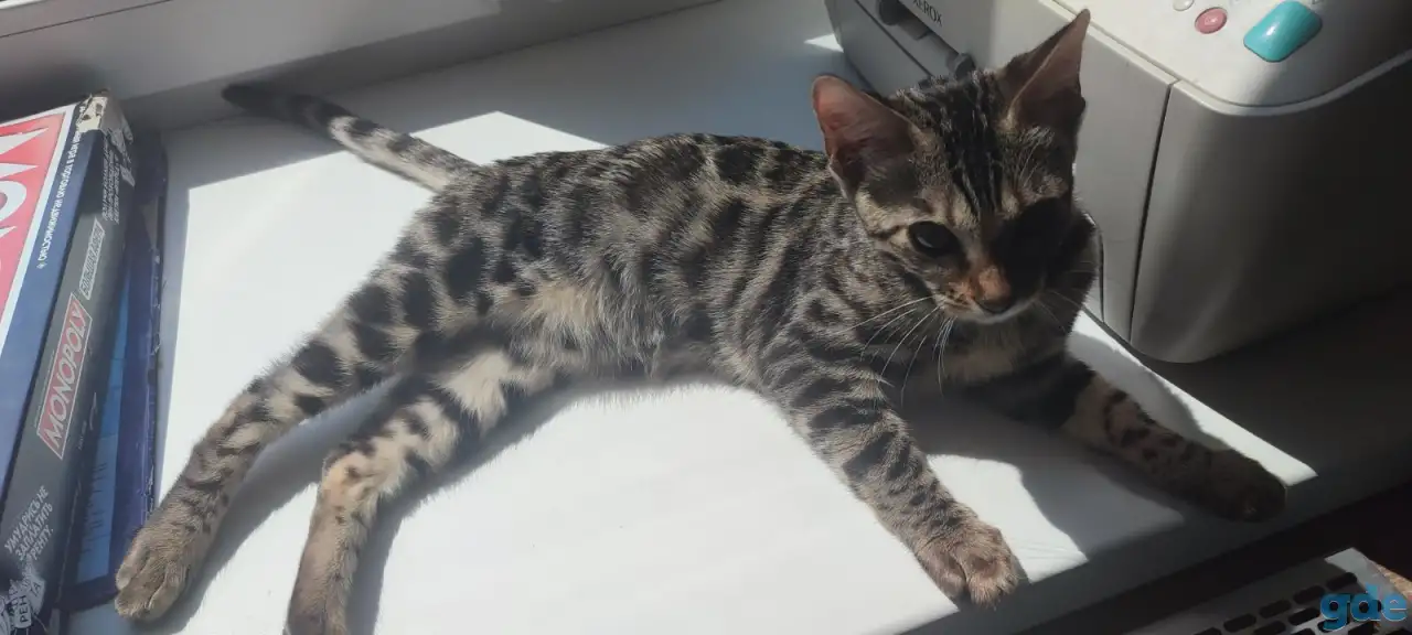 продам бенгальскую кошечку,5 мес. с родословной, фотография 4