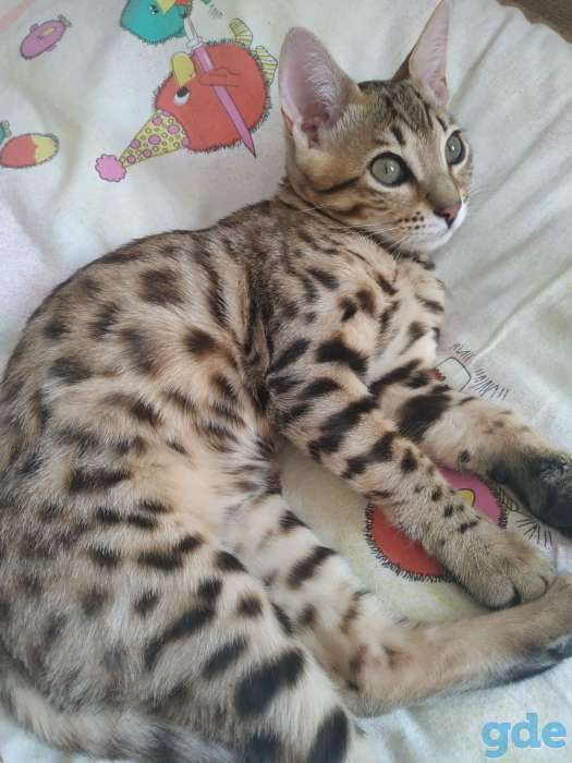 Котенок Бенгаленок, фотография 3