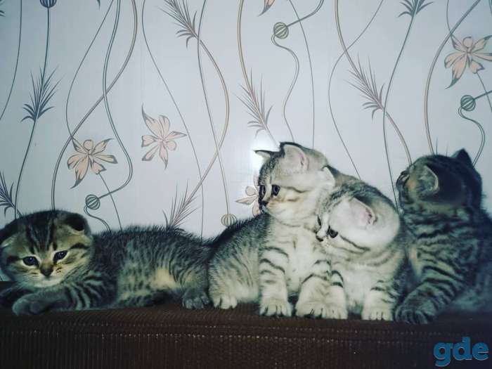Британские котята, фотография 1