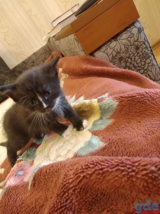 Котенок в дар, фотография 6