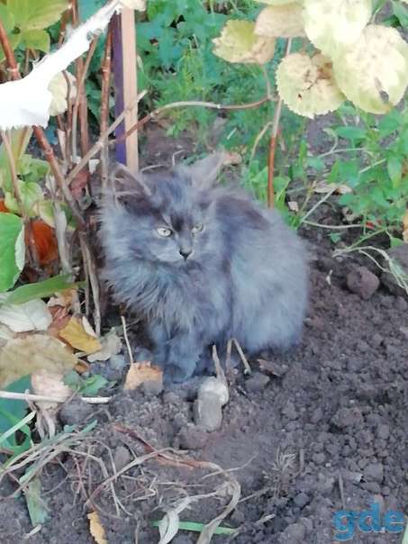 Котята ищут дом или передержку, фотография 3