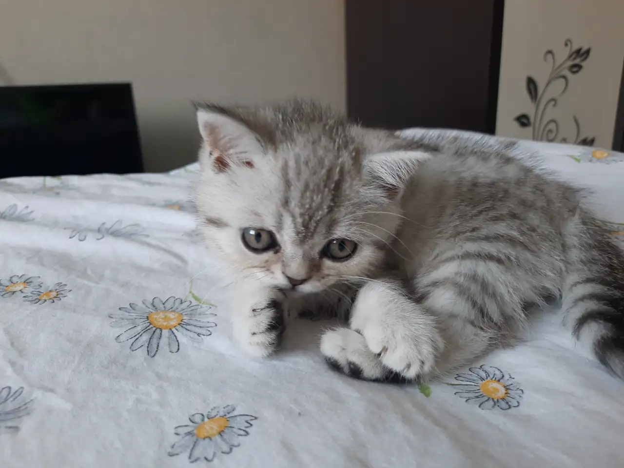 Шотландский котёнок, фотография 2