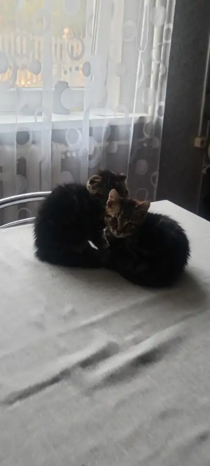 Отдам котят в хорошие руки, фотография 4