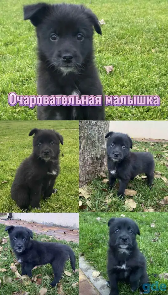 Щенки бесплатно, фотография 1
