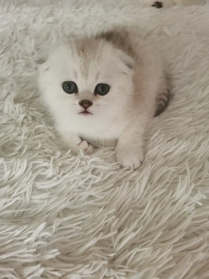 Продам котят, фотография 1