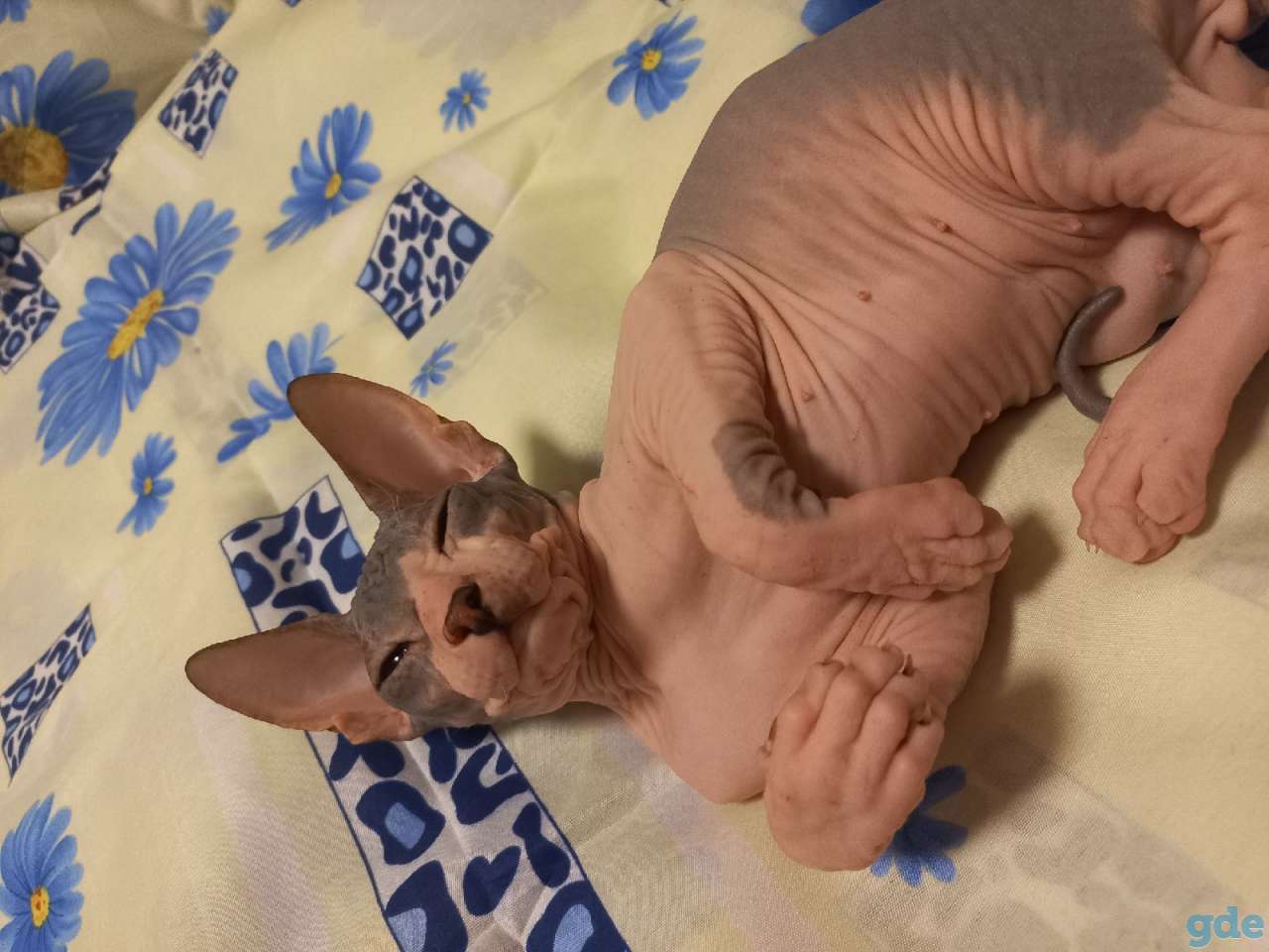 Донской сфинкс, фотография 1