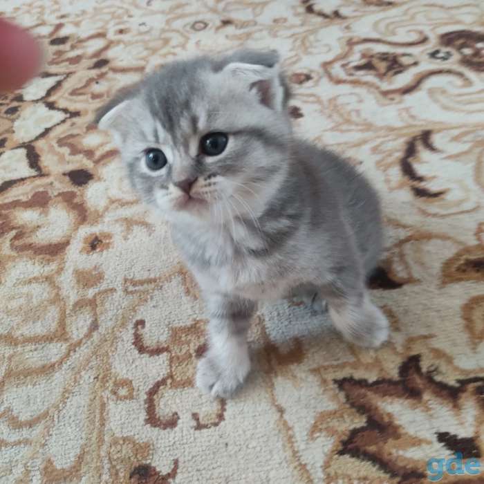 Шотландские котята, фотография 2