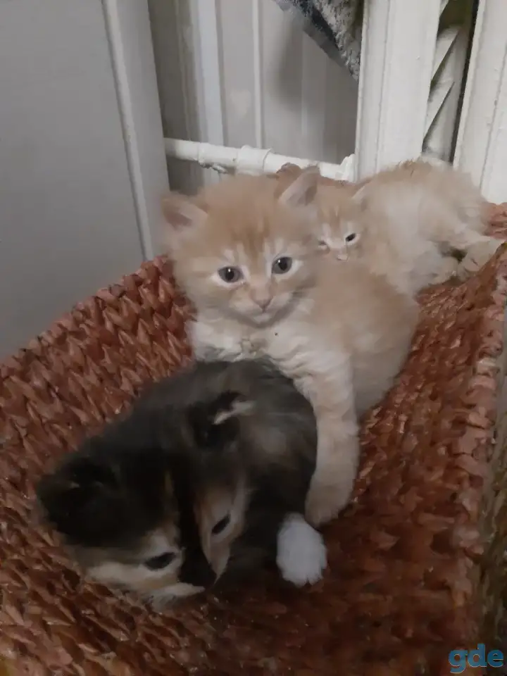 Отдам пушистых котят в хорошие, заботливые руки, рожденные 23.10.2022, фотография 2